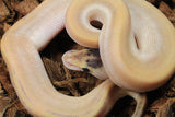 Piton Bola Mojave Champagne Macho ID R11-01