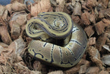 Piton Bola Spinner Macho ID R11-03