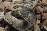 Piton Bola Spinner Macho ID R11-03