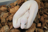 Piton Bola Leucistico de OJo Azul Macho ID R11-04