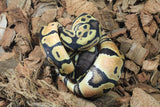 Piton Bola Pastel Hembra ID R11-06