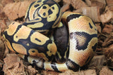 Piton Bola Pastel Hembra ID R11-06