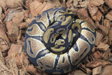 Piton Bola Nominal Macho ID R11-07