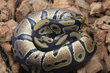 Piton Bola Nominal Macho ID R11-07
