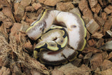 Piton Bola Spider Sugar Hembra iD R11-08