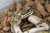 Piton Bola Spider Sugar Hembra iD R11-08