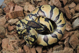 Piton Bola Enchi Orange Dream Het Pied Macho ID R11-09