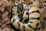 Piton Bola Enchi Orange Dream Het Pied Macho ID R11-09
