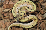 Piton Bola Spider Enchi orange Dream Het Pied Hembra iD R11-10