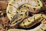 Piton Bola Spider Enchi orange Dream Het Pied Hembra iD R11-10