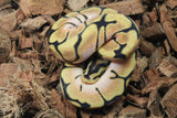 Piton Bola Spider Enchi orange Dream Het Pied Macho ID R11-11