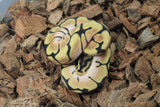 Piton Bola Spider Enchi orange Dream Het Pied Macho ID R11-11