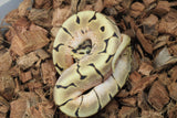 Piton Bola Spider Enchi  Het Pied Hembra iD R11-13