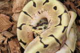 Piton Bola Spider Enchi  Het Pied Hembra iD R11-13