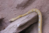 Piton Reticulada Tigre Platinum Lavender Hembra ID R2-07