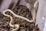Piton Reticulada Tigre Platinum Lavender Hembra ID R2-07