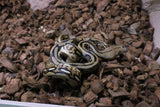 Piton Reticulada Tigre Hembra ID R3-06