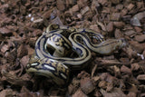 Piton Reticulada Tigre Hembra ID R3-06
