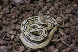 Piton Reticulada Tigre Platinum Hembra ID R3-19