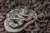 Piton Reticulada Tigre Platinum Hembra ID R3-19