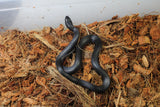Rey Negra Mexicana (Lampropeltis Getula Nigritra) Macho ID RC-53
