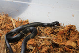 Rey Negra Mexicana (Lampropeltis Getula Nigritra) Macho ID RC-53