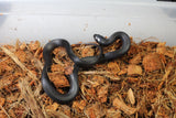 Rey Negra Mexicana (Lampropeltis Getula Nigritra) Macho ID RC-54