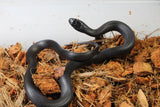 Rey Negra Mexicana (Lampropeltis Getula Nigritra) Macho ID RC-54