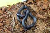 Rey Negra Mexicana (Lampropeltis Getula Nigritra) Hembra ID RC-55