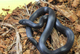 Rey Negra Mexicana (Lampropeltis Getula Nigritra) Hembra ID RC-55