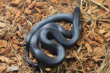 Rey Negra Mexicana (Lampropeltis Getula Nigritra) Hembra ID RC-56