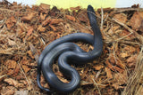 Rey Negra Mexicana (Lampropeltis Getula Nigritra) Hembra ID RC-56