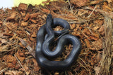 Rey Negra Mexicana (Lampropeltis Getula Nigritra) Macho ID RC-57