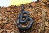 Rey Negra Mexicana (Lampropeltis Getula Nigritra) Macho ID RC-57