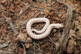 Serpiente Nariz de Cerdo / Cochino Hoggnose Artic Albino Macho ID RC-58