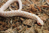 Serpiente Nariz de Cerdo / Cochino Hoggnose Artic Albino Macho ID RC-58