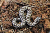 Serpiente Nariz de Cerdo / Cochino Hoggnose Het Albino Macho ID RC-59