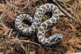 Serpiente Nariz de Cerdo / Cochino Hoggnose Het Albino Macho ID RC-59