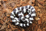 Serpiente Rey de California Blanco con Negro Hembra ID RC-60