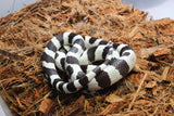 Serpiente Rey de California Blanco con Negro Hembra ID RC-60