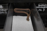 Serpiente Nariz de Cerdo /Cochino ( Hoggnose) Het Albino Macho ID RC-62