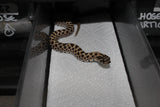 Serpiente Nariz de Cerdo /Cochino ( Hoggnose) Het Albino Hembra ID RC-63