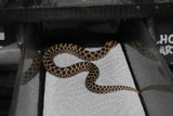 Serpiente Nariz de Cerdo /Cochino ( Hoggnose) Het Albino Hembra ID RC-63