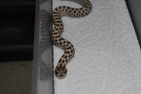 Serpiente Nariz de Cerdo /Cochino ( Hoggnose) Artic Het Albino Hembra ID RC-64