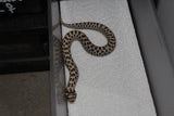 Serpiente Nariz de Cerdo /Cochino ( Hoggnose) Artic Het Albino Hembra ID RC-64
