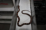 Serpiente del Maiz (Maicera) Nominal Het Scaleless Macho ID RC-41
