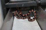 Serpiente del Maiz (Maicera) Nominal Het Scaleless Macho ID RC-41