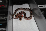 Serpiente del Maiz (Maicera) Nominal Het Scaleless Hembra ID RC-43