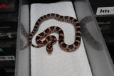 Serpiente del Maiz (Maicera) Nominal Het Scaleless Hembra ID RC-43