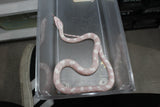 Serpiente del Maiz (Maicera) Snow Hembra ID RC-45